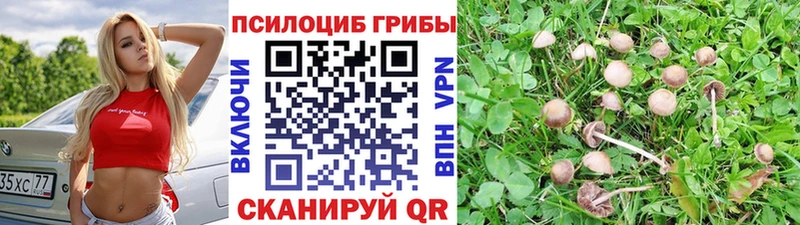 Псилоцибиновые грибы Psilocybe сколько стоит Тутаев
